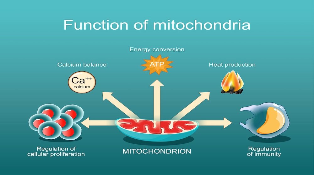 Illustration of the functions of mitochondria