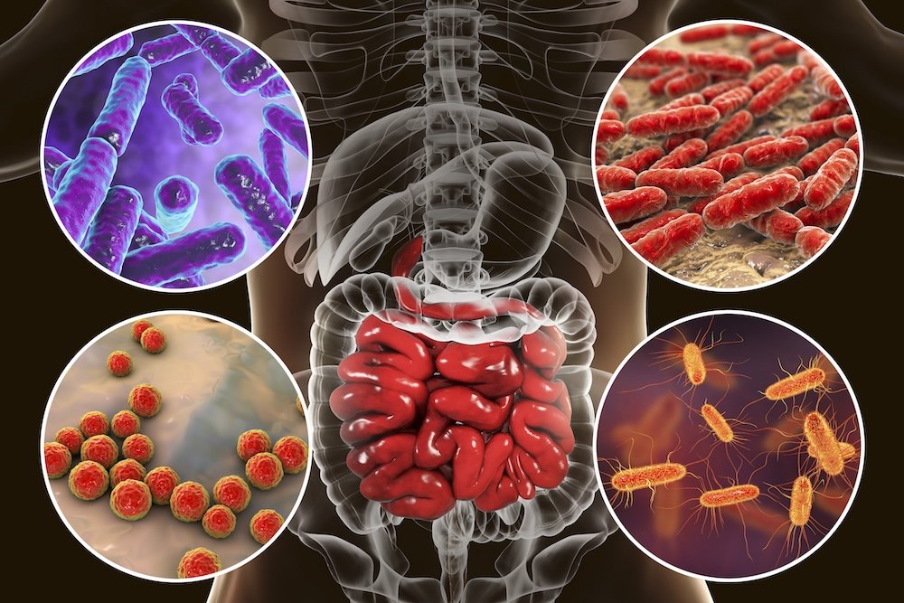 Intestinal microbiome illustration showing bacteria colonising the digestive system